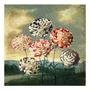 Vintage Floral Poster