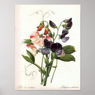 Vintage Floral Print Poster
