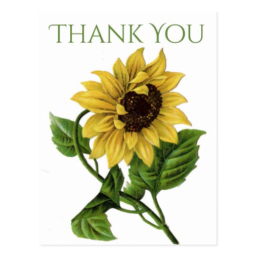 Vintage Floral Thank You Yellow Sunflower Flowers Postcard