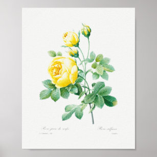 Vintage Floral Yellow Roses Poster