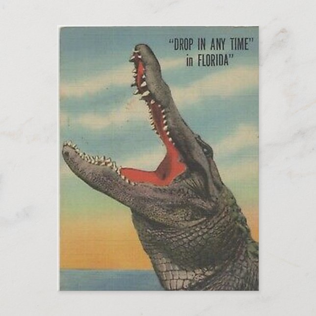VINTAGE FLORIDA ALLIGATOR POSTCARD (Front)
