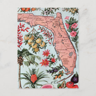Vintage Florida Everglade State Fruit and Flowers Postcard