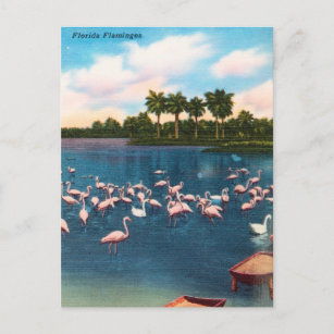 Vintage Florida Flamingos Travel Postcard