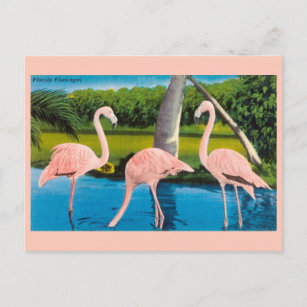 Vintage Florida Flamingos Travel Postcard