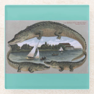 Vintage Florida Gators coasters. Tampa alligators Glass Coaster