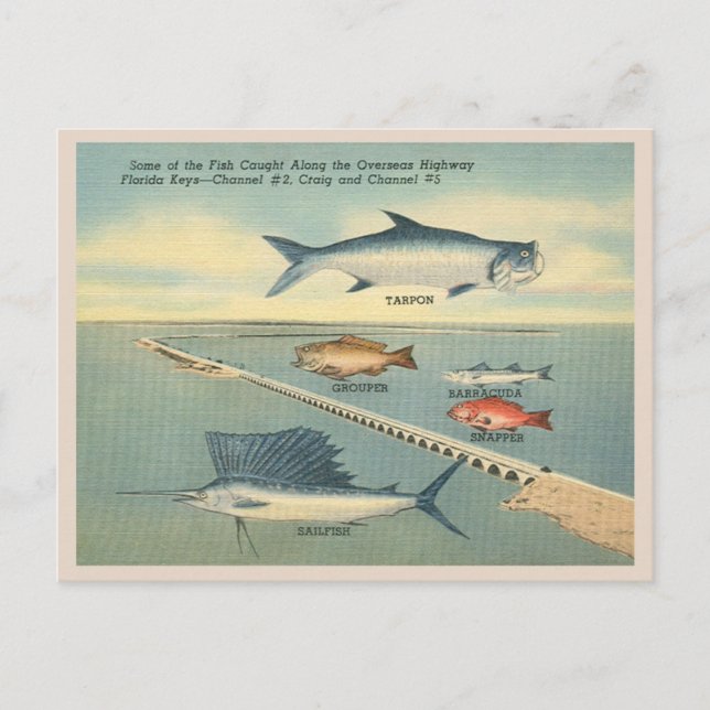 Vintage Florida Keys Fishing Postcard (Front)