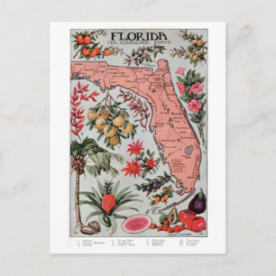 Vintage Florida Map Postcard