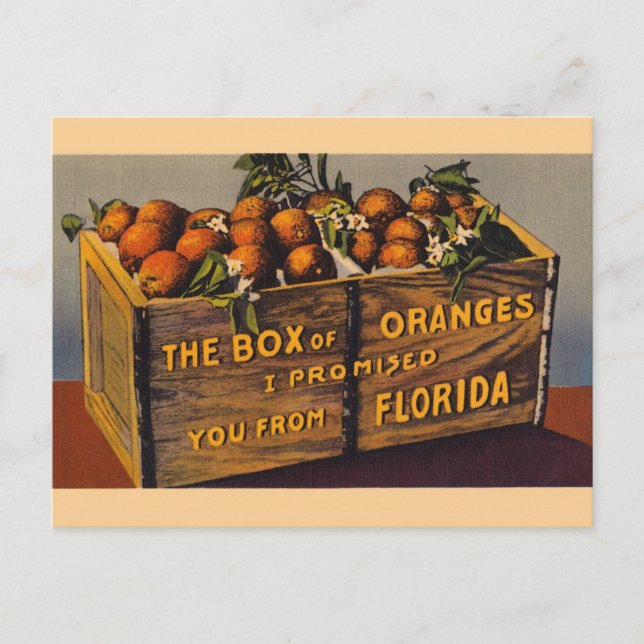 Vintage Florida OPostcard Postcard (Front)