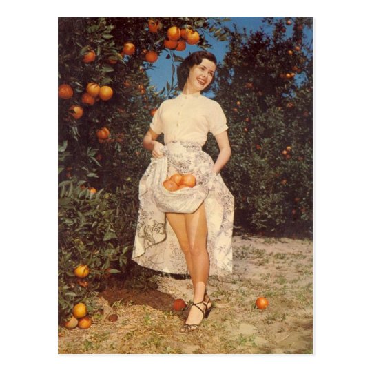 Vintage Florida Oranges Post Card