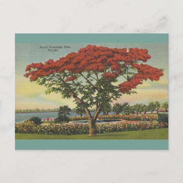 Vintage Florida Royal Poinciana Tree Postcard (Front)