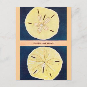 Vintage Florida Sand Dollar Travel Postcard