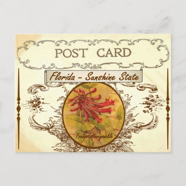 Vintage Florida State Flower Postcard (Front)