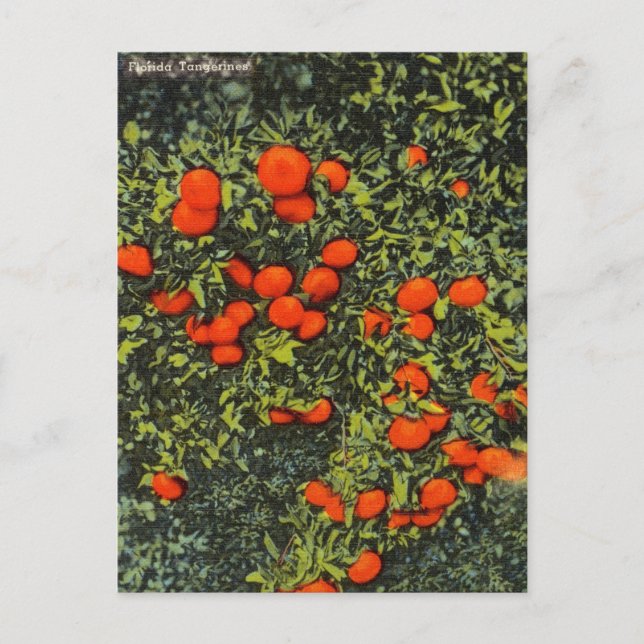 Vintage Florida Tangerines Travel Postcard (Front)