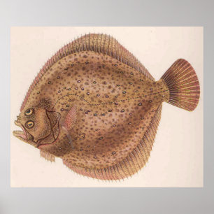 Vintage Flounder Fish Illustration (1919) Poster
