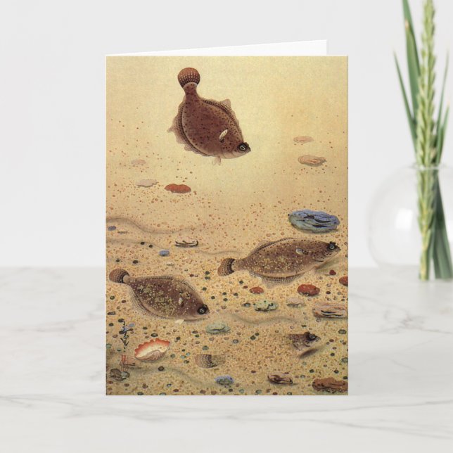 Vintage Flounders, Marine Ocean Life Flat Fish Card (Front)
