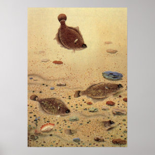 Vintage Flounders, Marine Ocean Life Flat Fish Poster