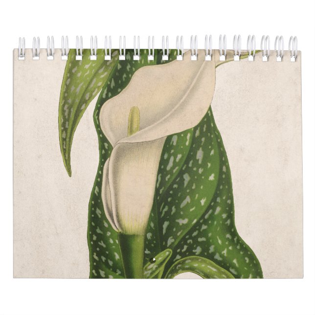 Vintage Flower Calla Lily Green Leaves Closeup Calendar (Cover)