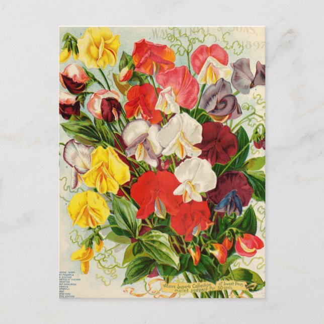 Vintage Flower Illustration Postcard (Front)