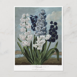 Vintage Flower Illustration Postcard