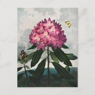 Vintage Flower Illustration Postcard