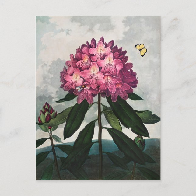 Vintage Flower Illustration Postcard (Front)