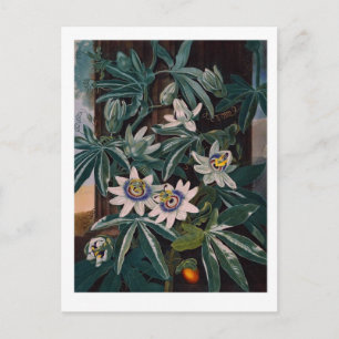 Vintage Flower Illustration Postcard