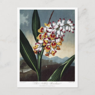 Vintage Flower Illustration Postcard
