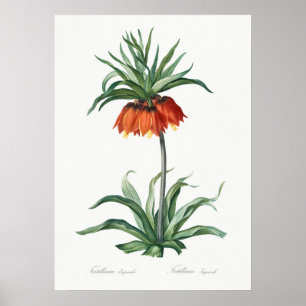 Vintage Flower Illustration Poster