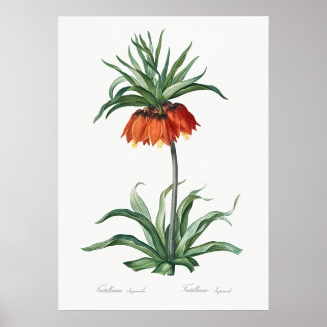 Vintage Flower Illustration Poster (Front)