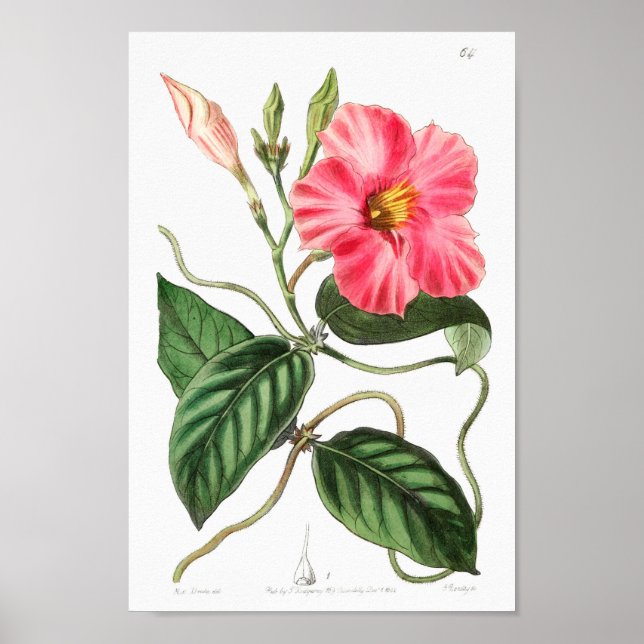 Vintage Flower Illustration Poster (Front)
