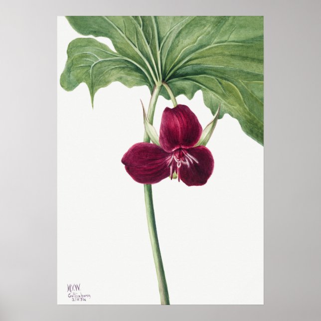 Vintage Flower Illustration Poster (Front)