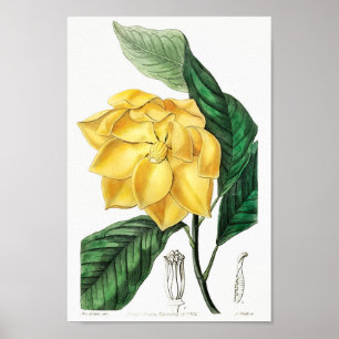 Vintage Flower Illustration Poster