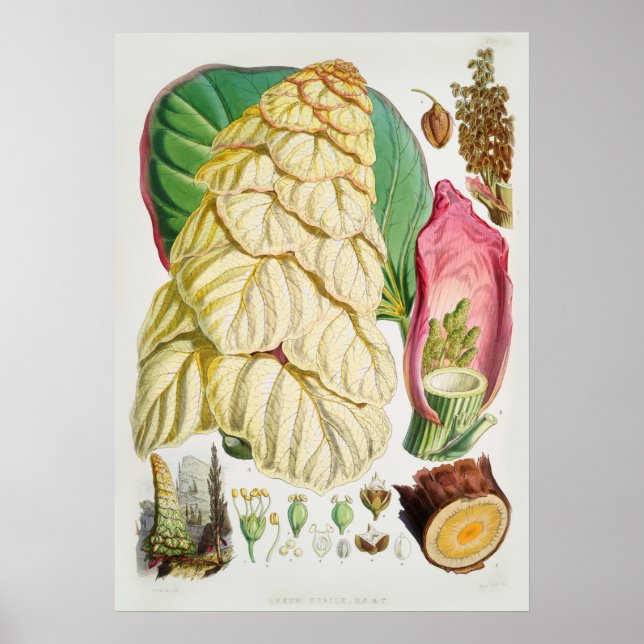 Vintage Flower Illustration Poster (Front)