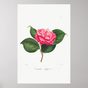 Vintage Flower Illustration Poster