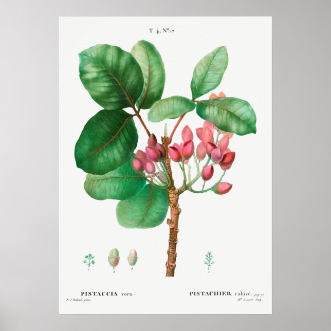 Vintage Flower Illustration Poster (Front)