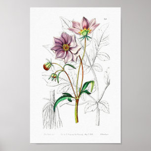 Vintage Flower Illustration Poster