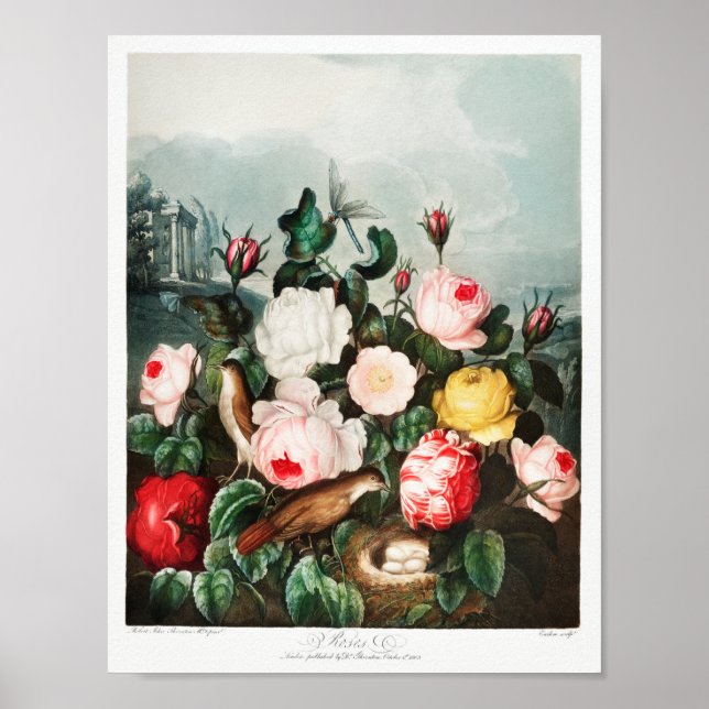Vintage Flower Illustration Poster (Front)