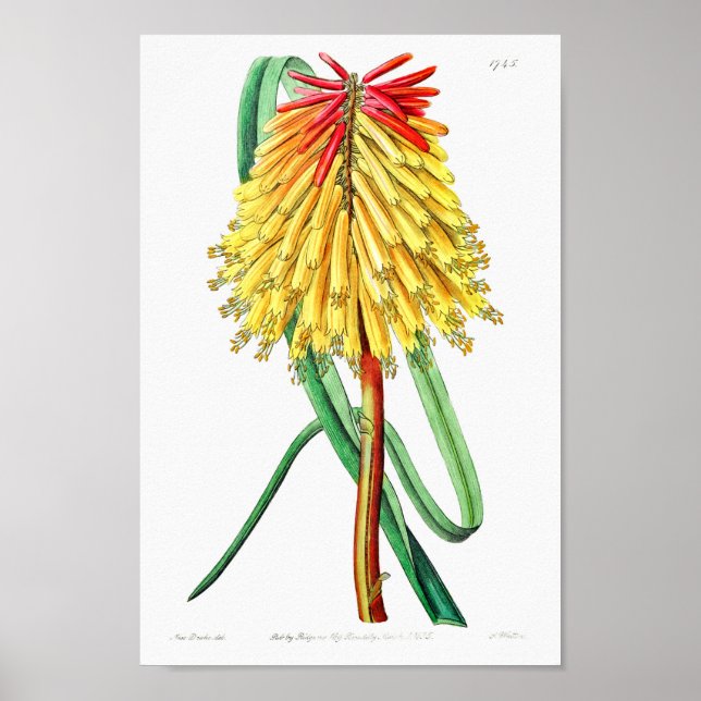 Vintage Flower Illustration Poster (Front)
