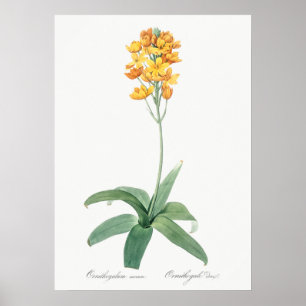 Vintage Flower Illustration Poster