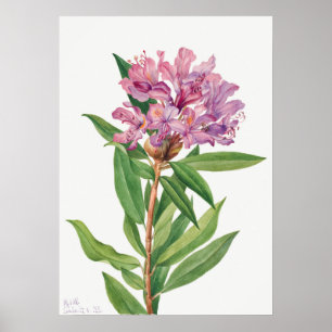 Vintage Flower Illustration Poster