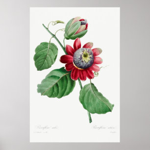 Vintage Flower Illustration Poster