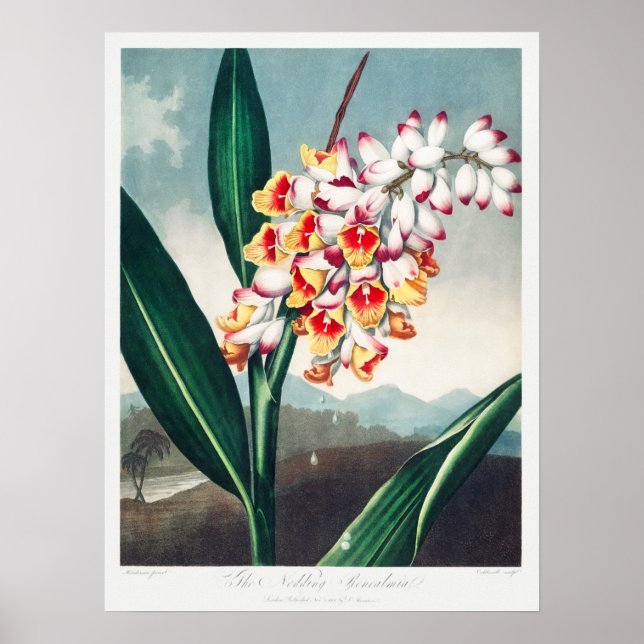 Vintage Flower Illustration Poster (Front)