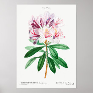 Vintage Flower Illustration Poster