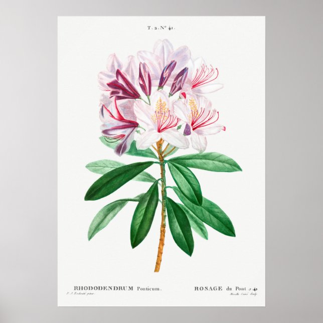Vintage Flower Illustration Poster (Front)