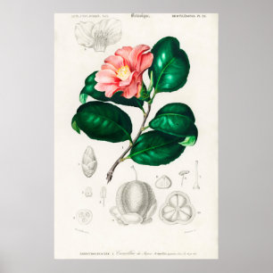 Vintage Flower Illustration Poster