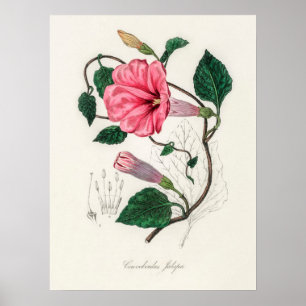 Vintage Flower Illustration Poster