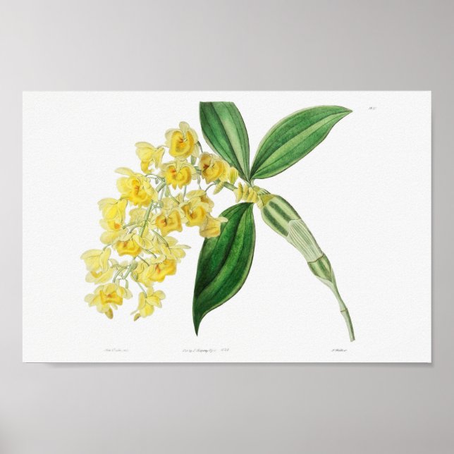 Vintage Flower Illustration Poster (Front)