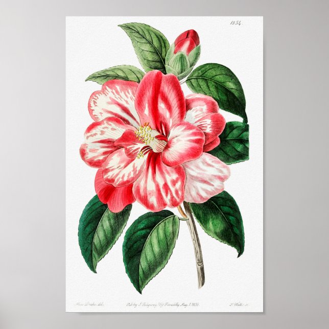 Vintage Flower Illustration Poster (Front)