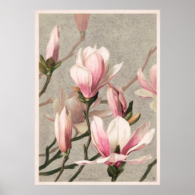 Vintage Flower Illustration Poster (Front)