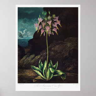 Vintage Flower Illustration Poster